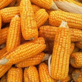 hybrid-maize-seeds-500×500 - Grossiste Produits Africains Casablanca Maroc - Afrishopwest