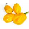 Piment Jaune Sent Bon - Grossiste Produits Africains Casablanca Maroc - Afrishopwest