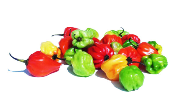 Piments Rouges Africains 100g